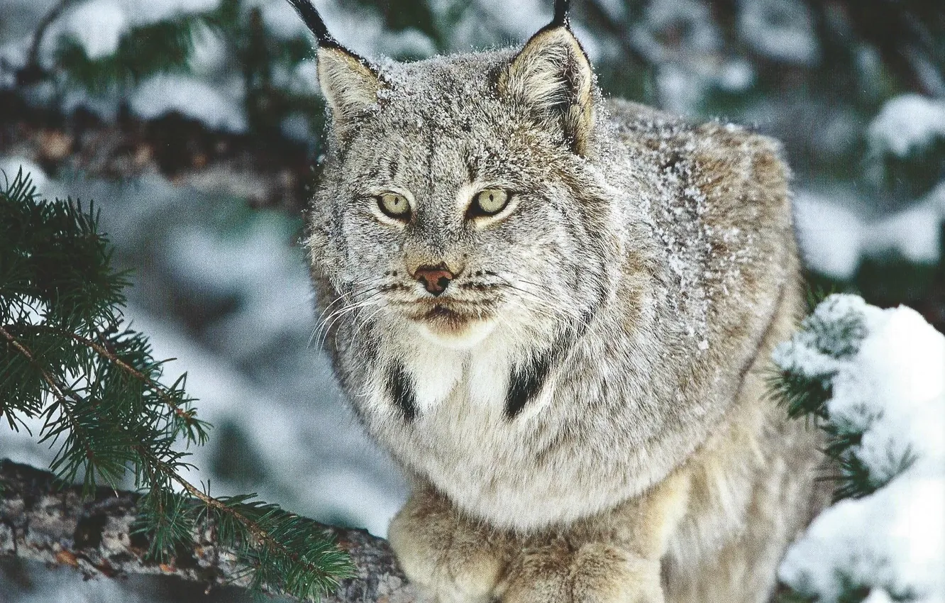 Photo wallpaper animal, wildlife, big cat, Lynx
