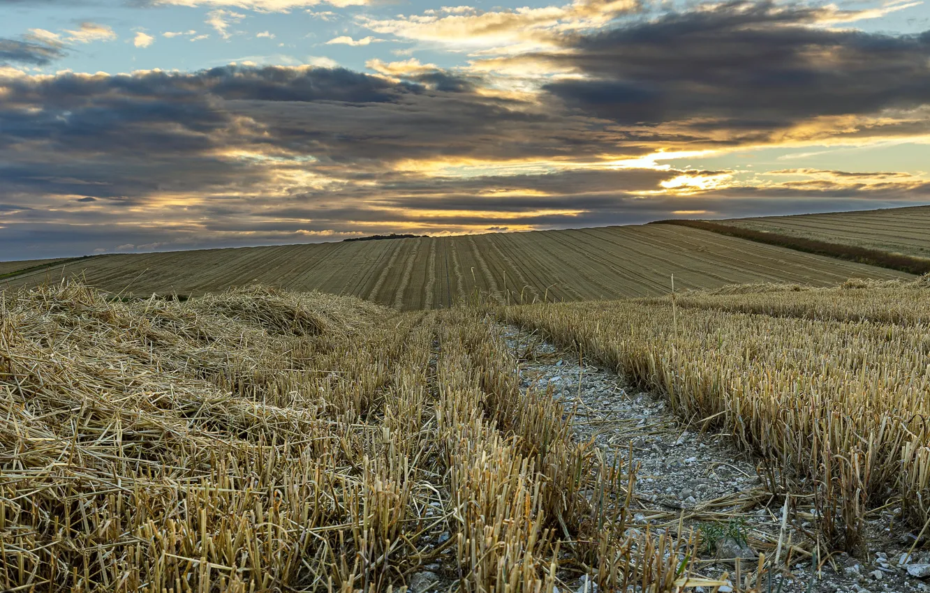 Photo wallpaper field, the sky, sunset