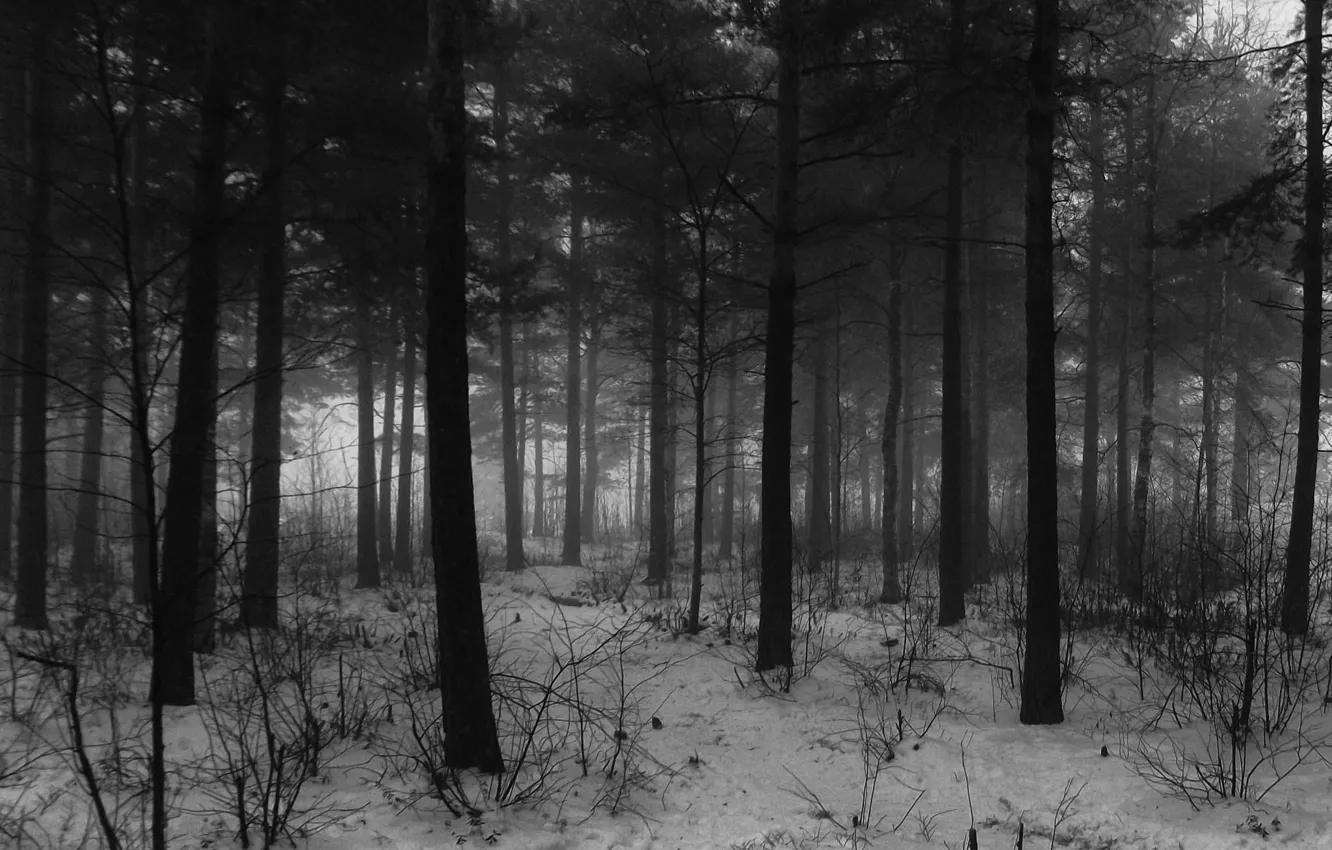 Photo wallpaper winter, forest, snow, trees, nature, black and white, monochrome, monochrome