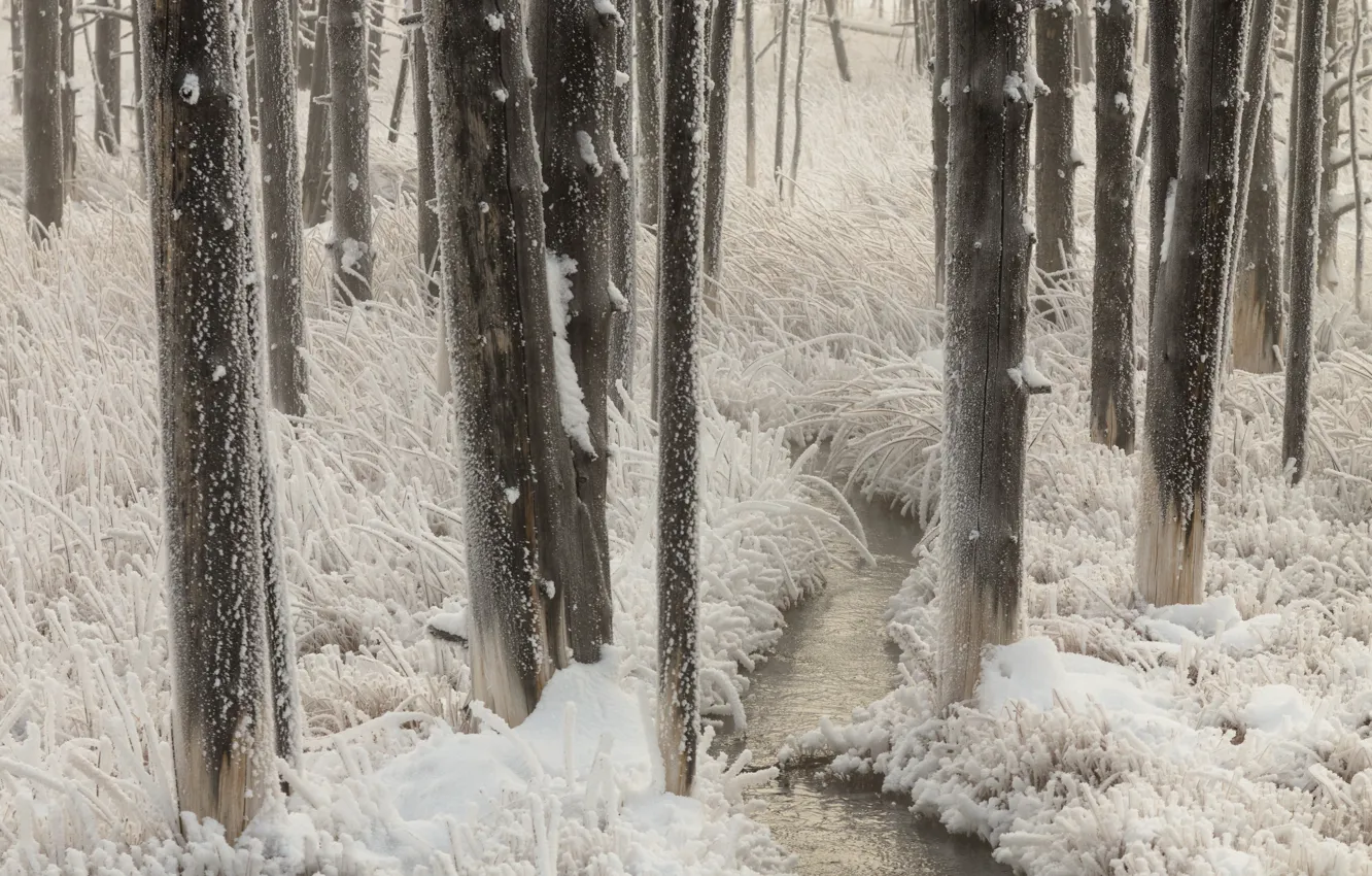 Photo wallpaper winter, snow, trees, nature, stream, vegetation, frost