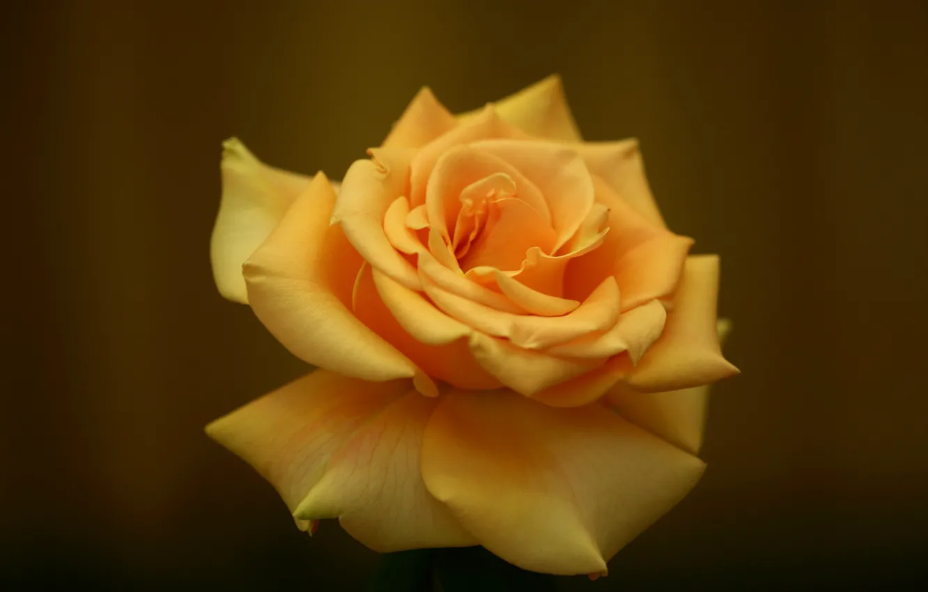 Photo wallpaper yellow, Rose Marilyn Monroe, Shawn Yang