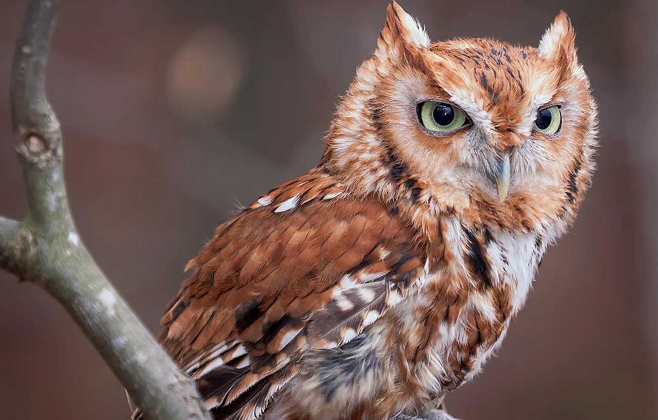 Photo wallpaper bird, animal, wildlife, screech owl screech owl, red eastern screech owl