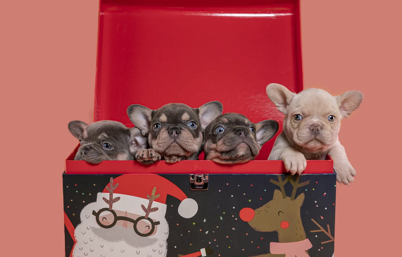 Photo wallpaper baby, Peeps, cutie, dog, brood, four of the casket, red cover, blue eyes