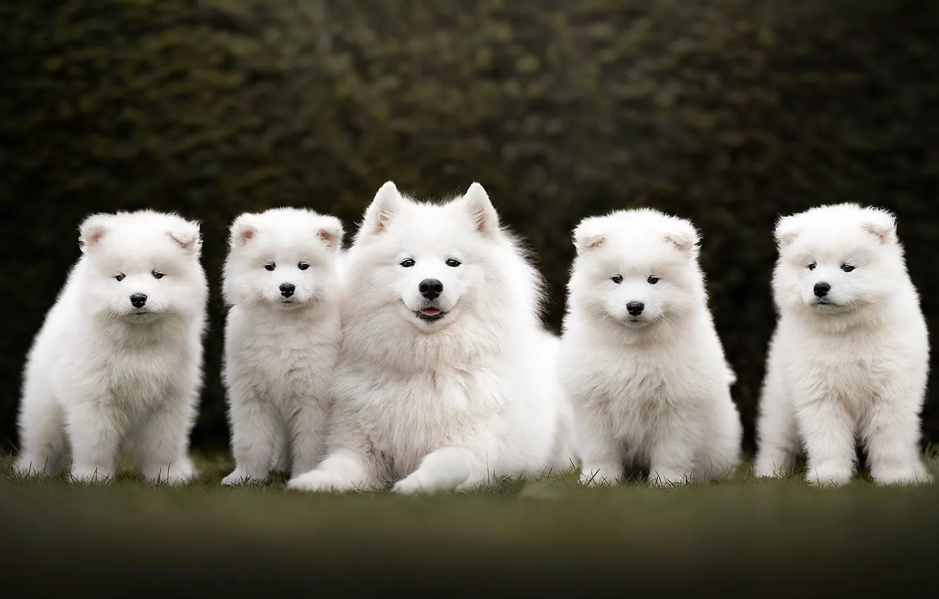 Photo wallpaper white, look, nature, pose, glade, dog, baby, family