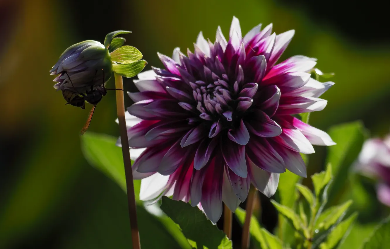 Photo wallpaper flowers, Burgundy, dahlias