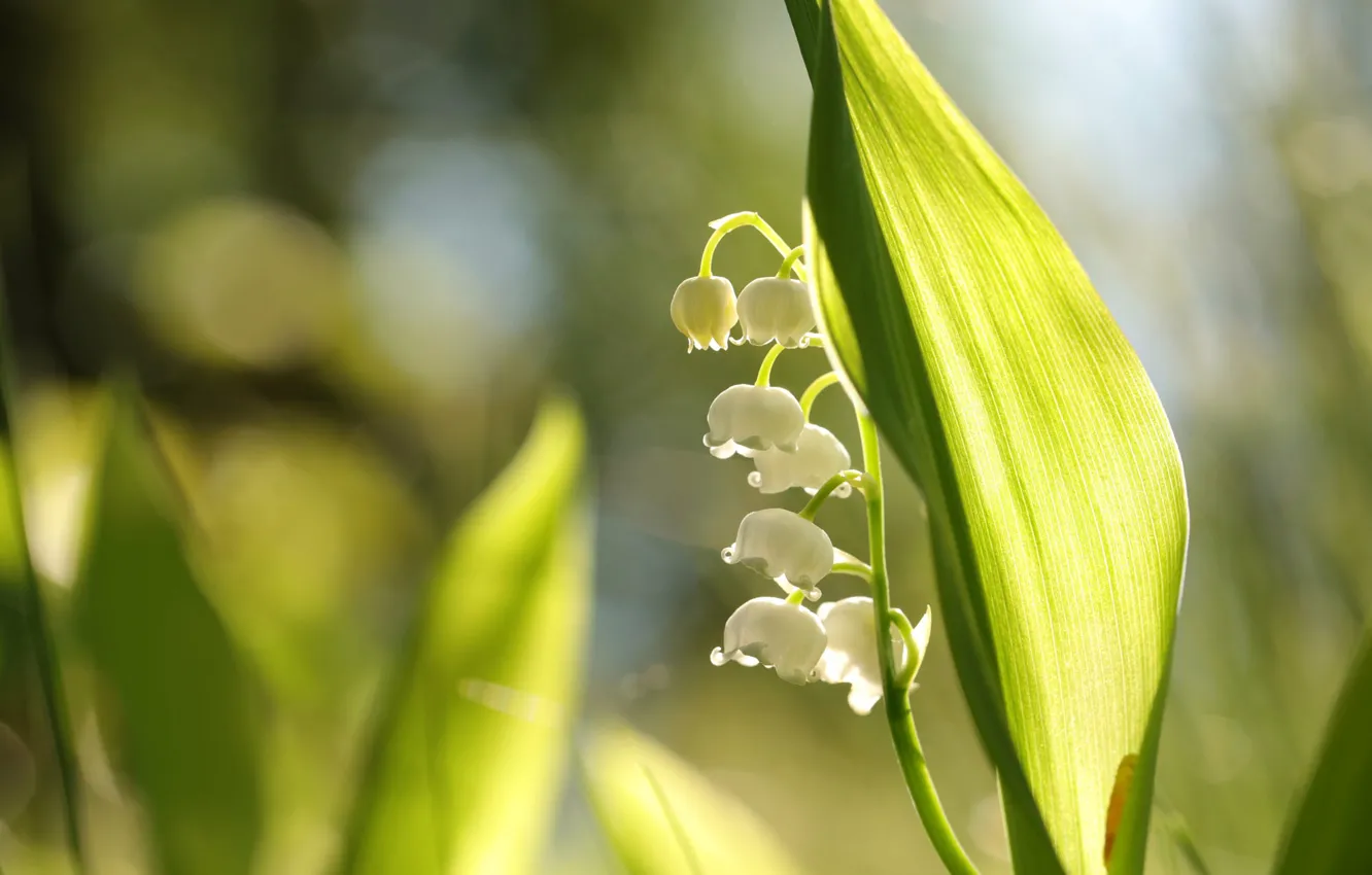 Photo wallpaper leaves, light, flowers, nature, spring, garden, white, lilies of the valley