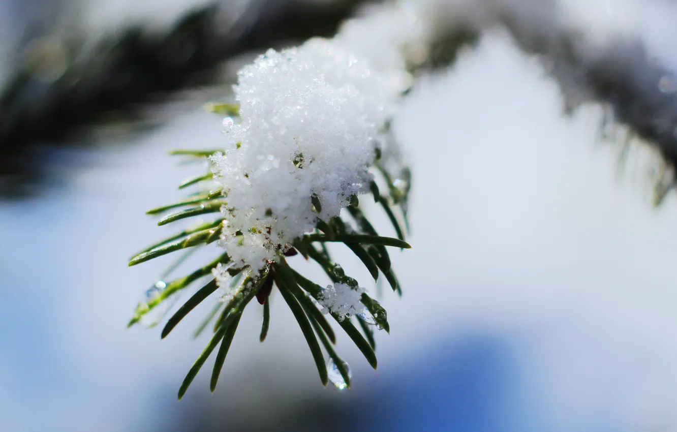 Photo wallpaper winter, snow, frost, twig
