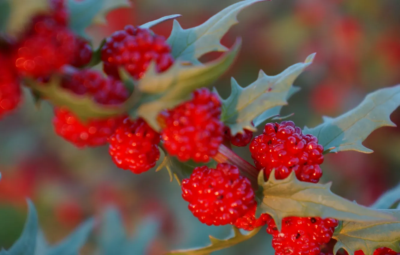 Photo wallpaper red, berries, shrub