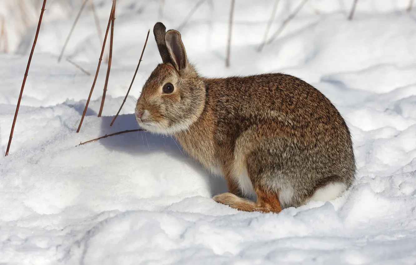 Photo wallpaper winter, snow, grey, hare, rabbit