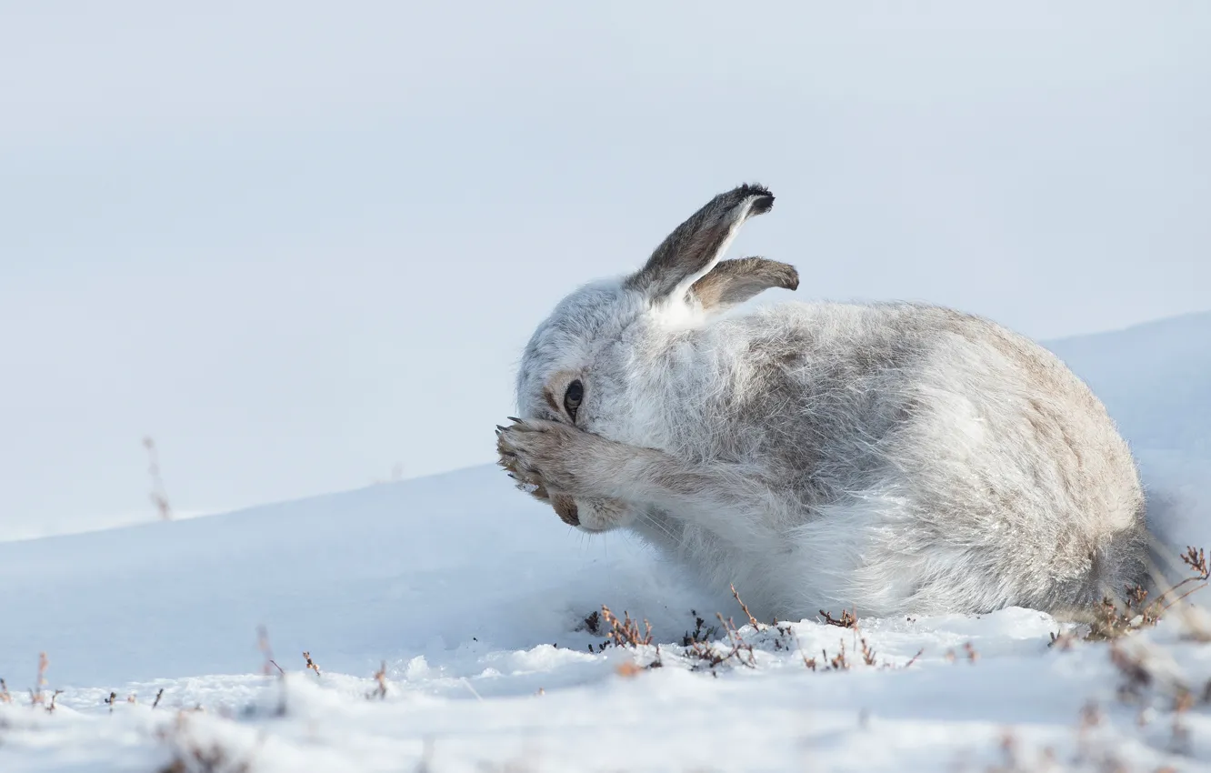 Photo wallpaper winter, look, face, snow, pose, hare, legs, Bunny