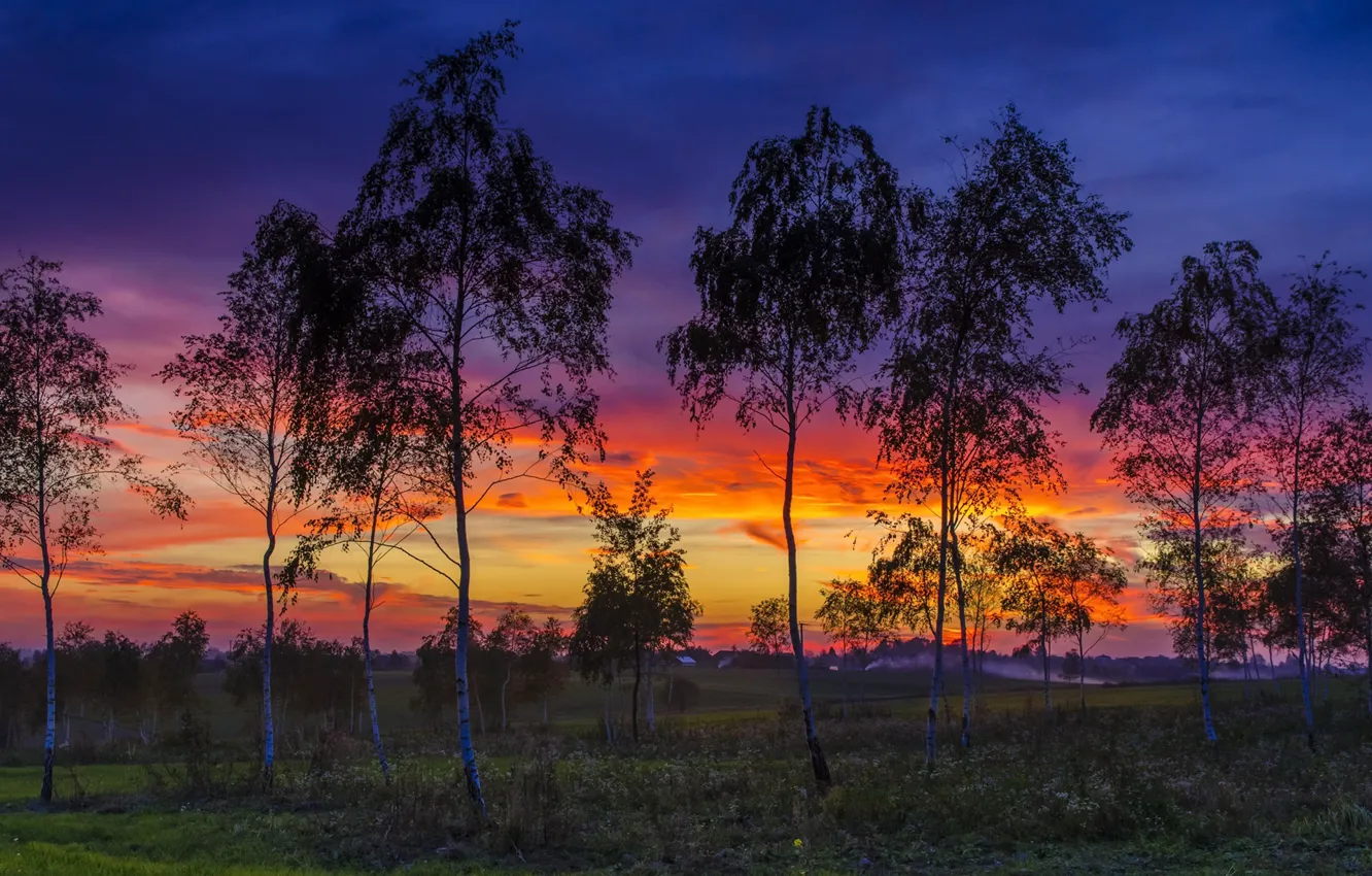 Photo wallpaper trees, sunset, nature