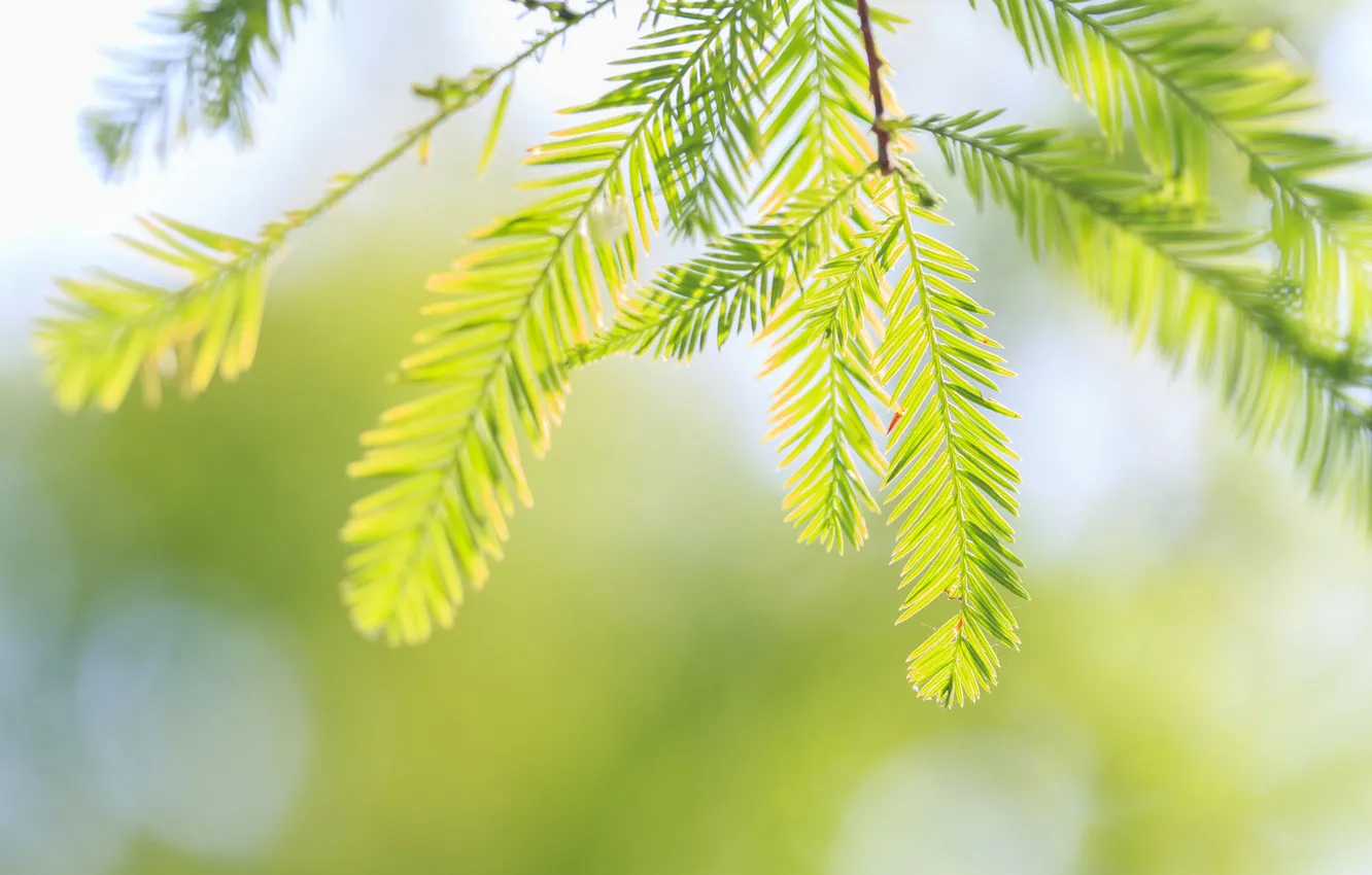 Photo wallpaper the sun, macro, light, branches, needles