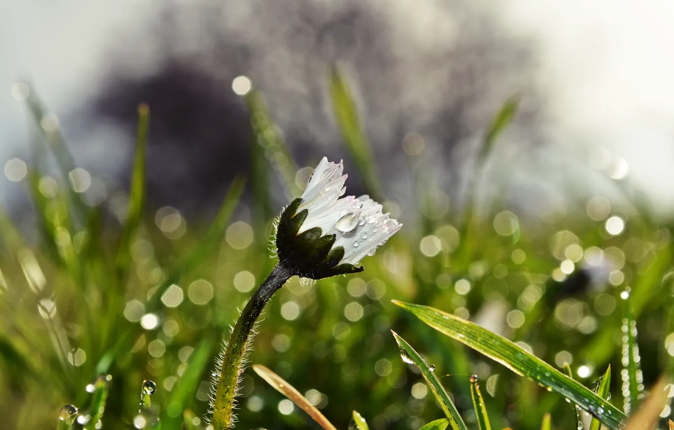 Photo wallpaper field, flower, grass, drops