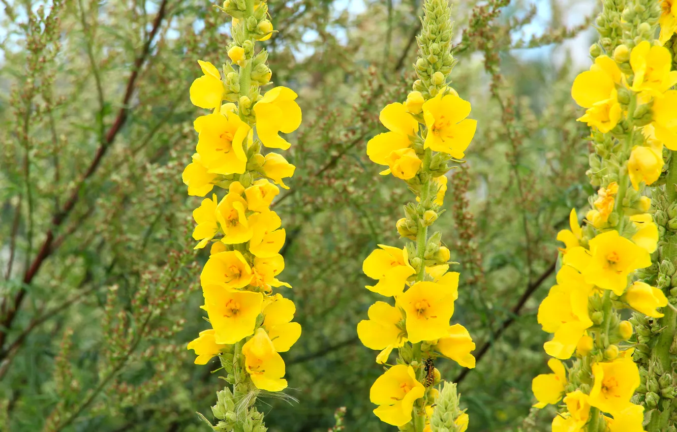 Photo wallpaper flower, yellow, meadow