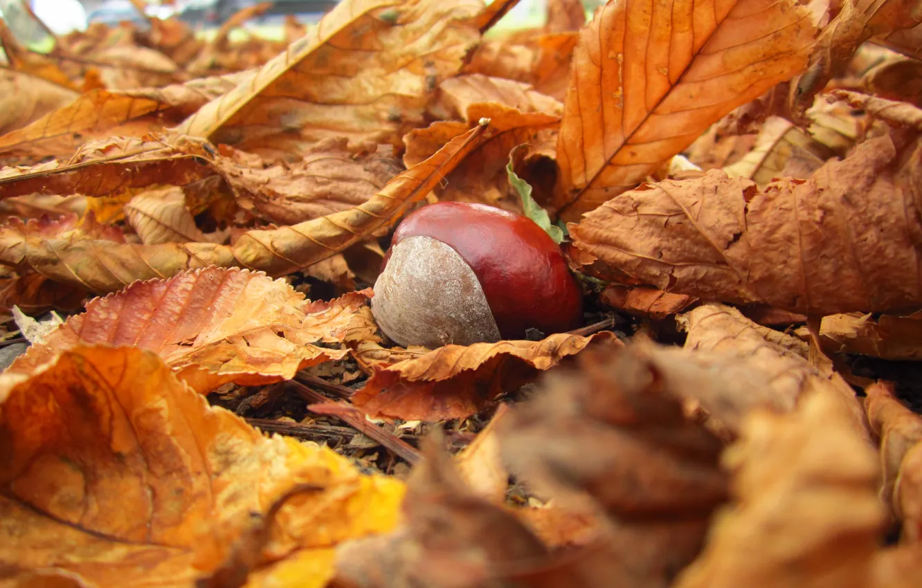 Photo wallpaper autumn, leaves, macro, yellow, nature, fallen, chestnuts