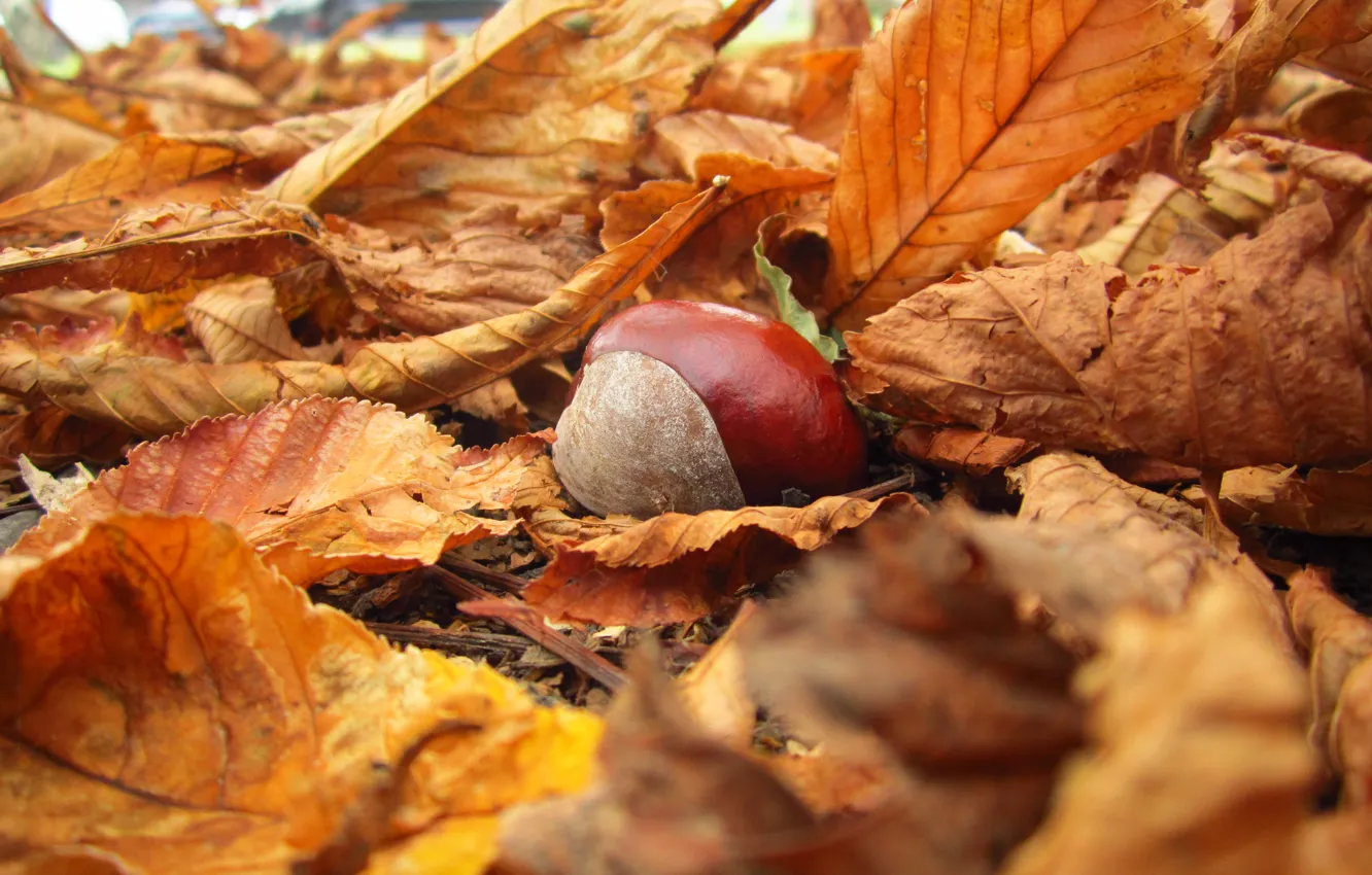 Photo wallpaper autumn, leaves, macro, nature, yellow, fallen, chestnut