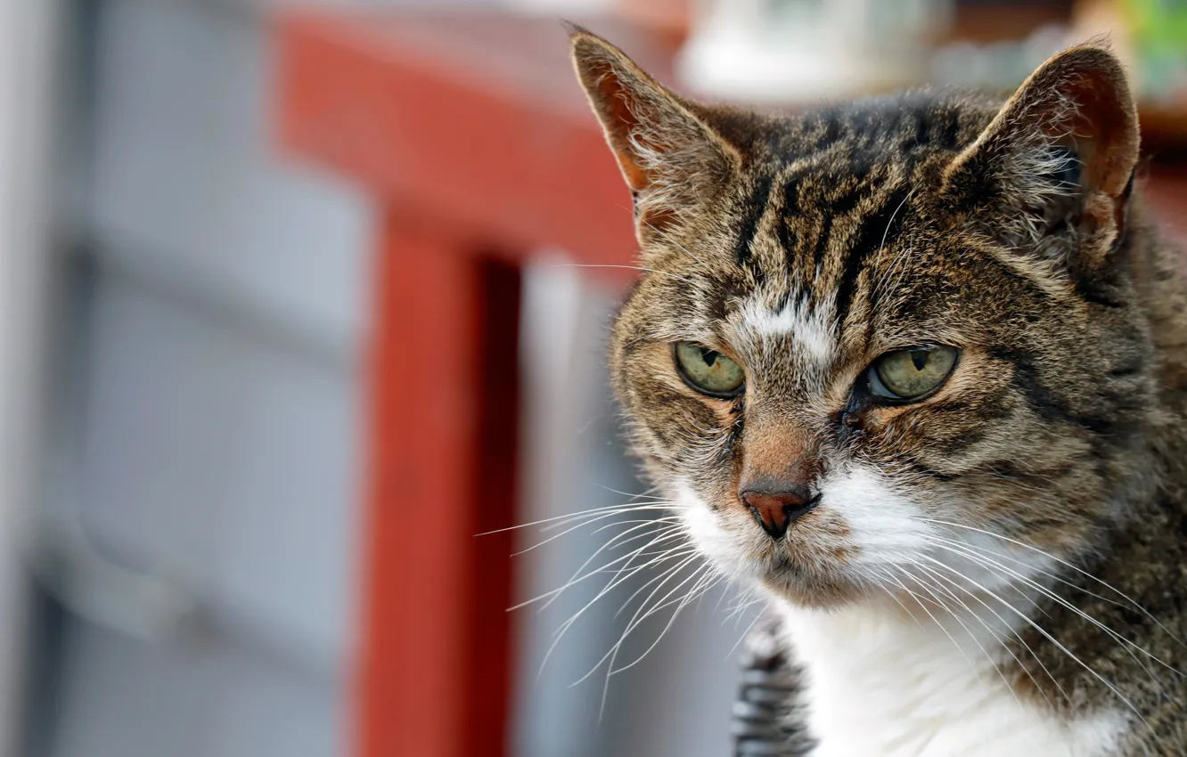 Photo wallpaper cat, look, serious, face, Kote