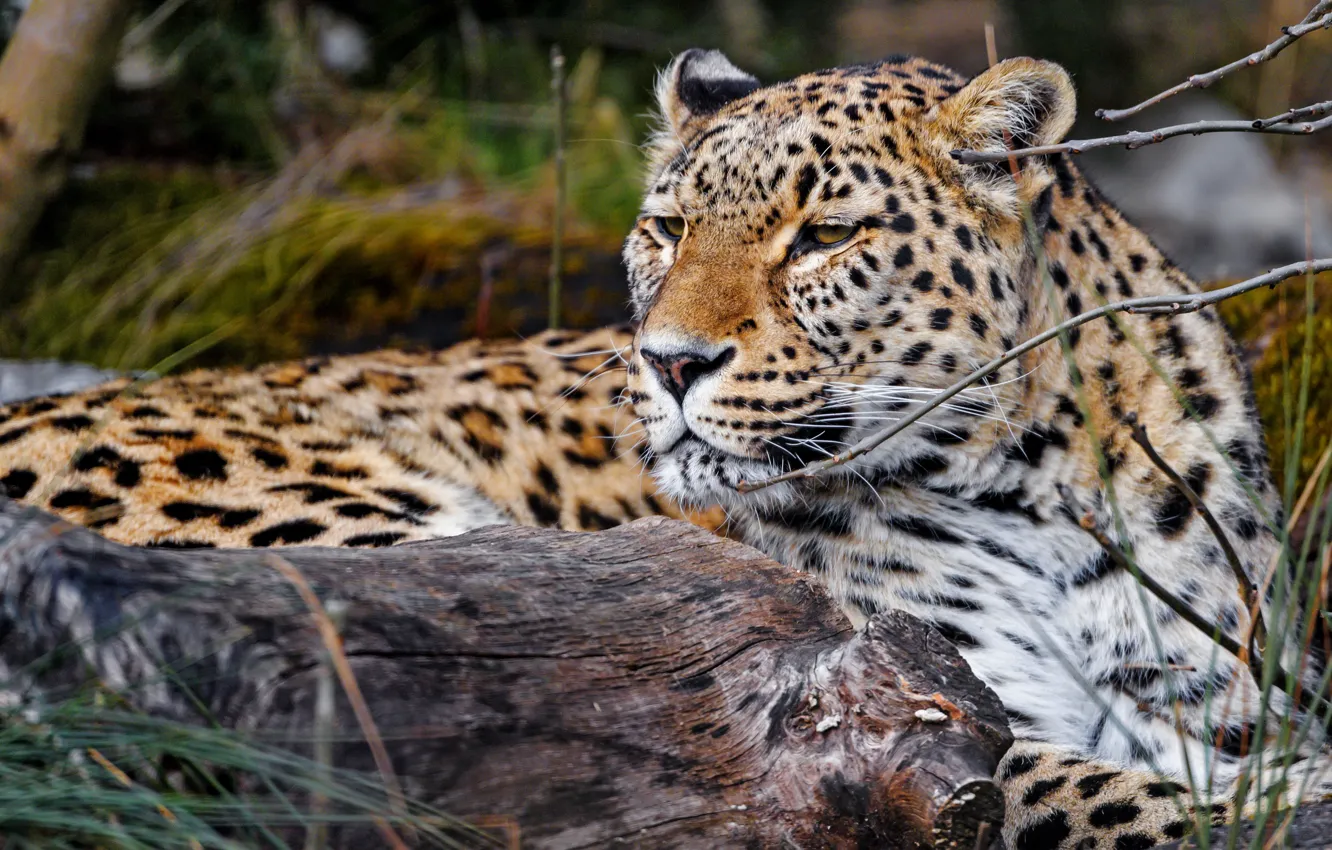 Photo wallpaper face, branches, stay, portrait, leopard, lies, log, bokeh