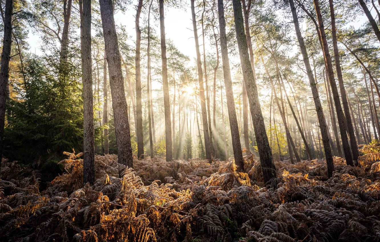 Photo wallpaper autumn, forest, light