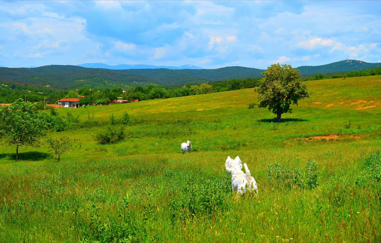 Photo wallpaper Field, Grass, Trees, Nature, Grass, Spring, Village, Field