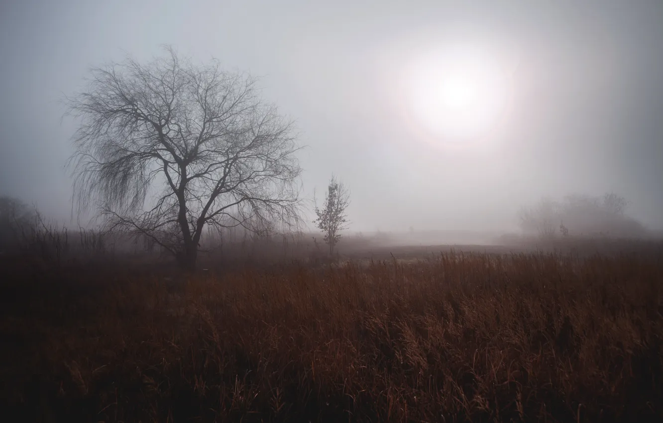 Photo wallpaper autumn, trees, fog