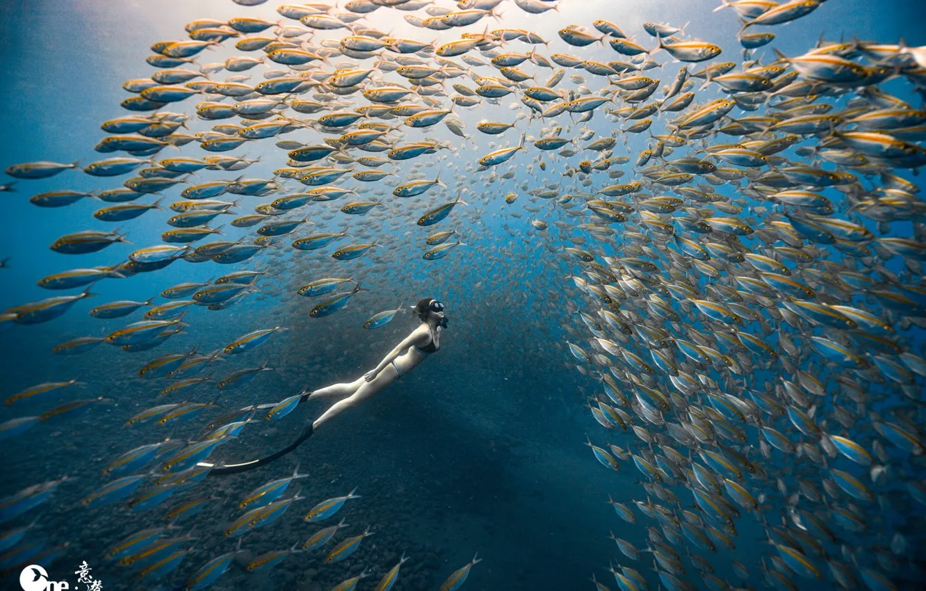 Photo wallpaper sea, girl, fish, the ocean, under water