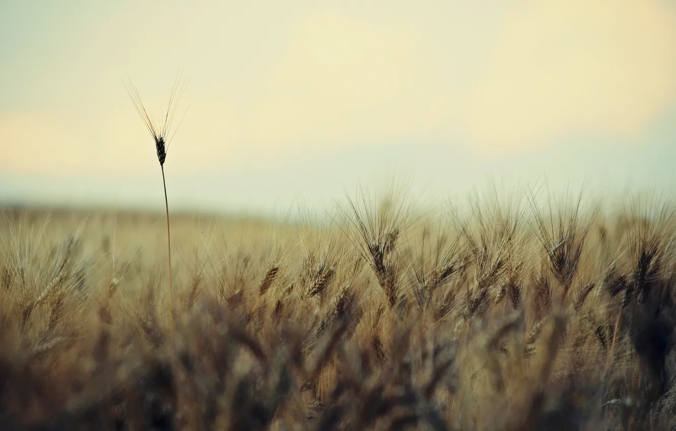 Photo wallpaper field, stem, wheat field