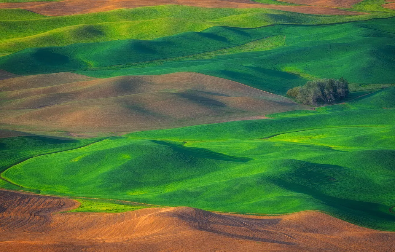 Photo wallpaper field, grass, trees, hills, USA, Washington