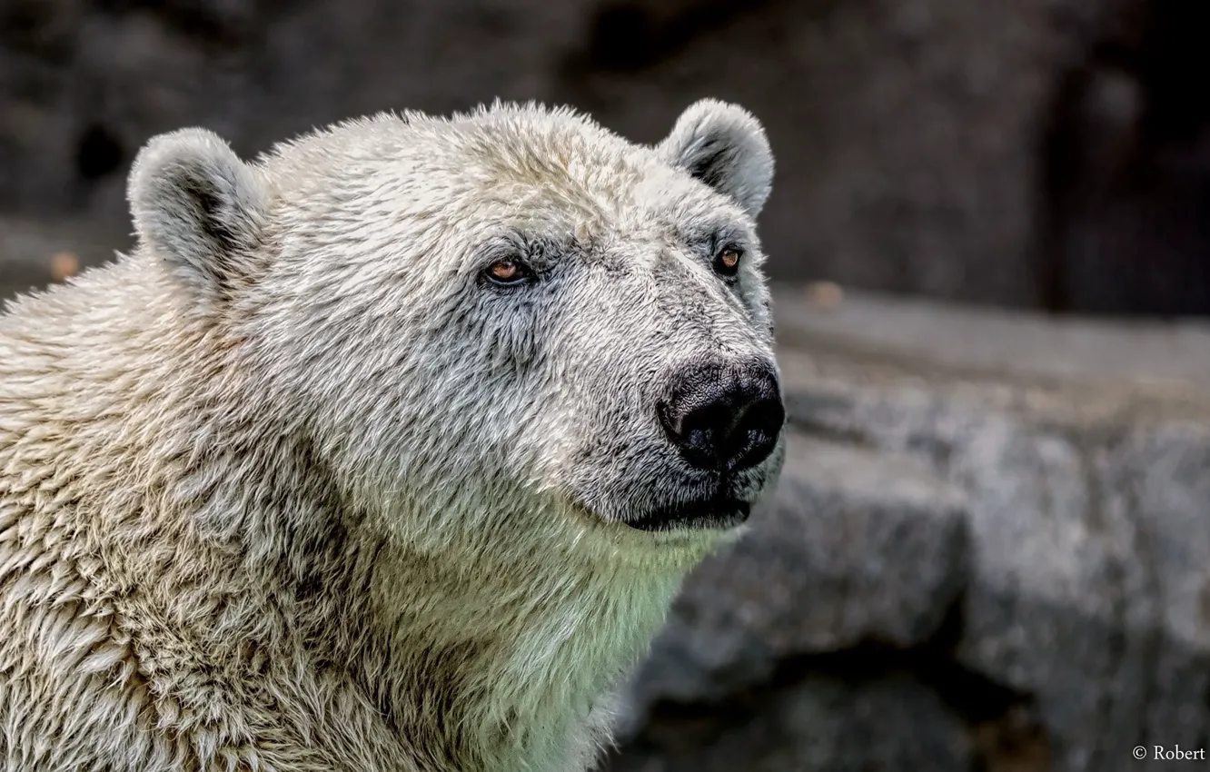 Photo wallpaper face, portrait, predator, polar bear