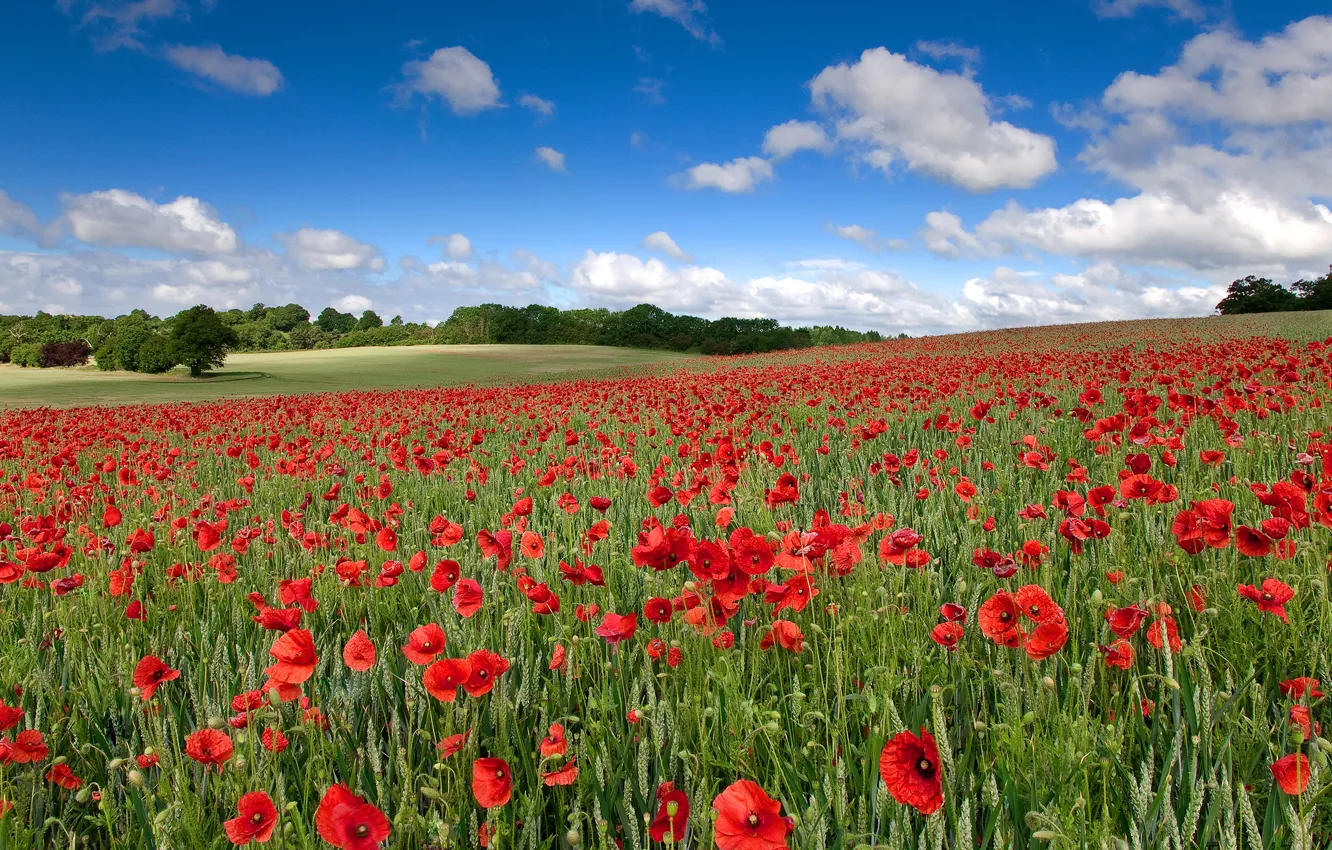 Photo wallpaper field, the sky, clouds, landscape, flowers, nature, Maki