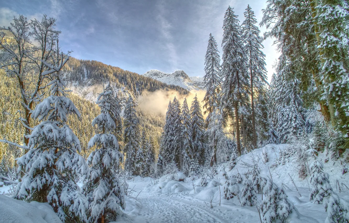 Photo wallpaper winter, forest, snow, mountains, nature