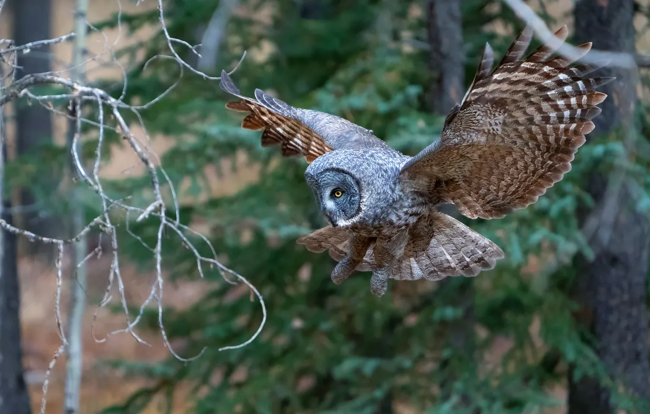 Photo wallpaper forest, look, flight, branches, owl, bird, ate, owl