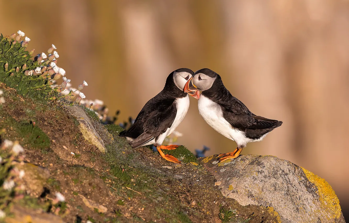 Photo wallpaper summer, flowers, stones, background, bird, tenderness, two, pair