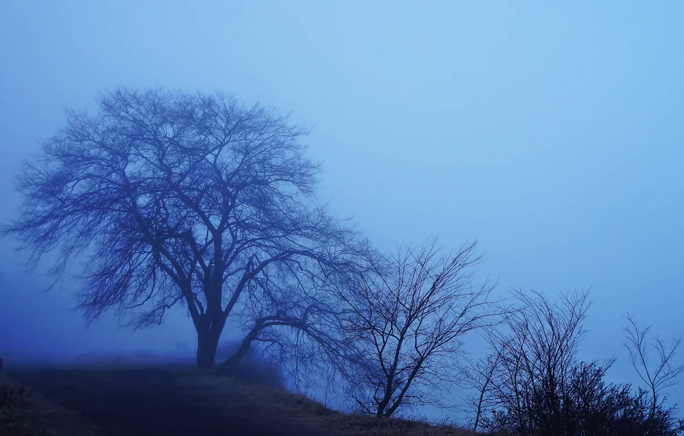 Photo wallpaper forest, night, tree, fog