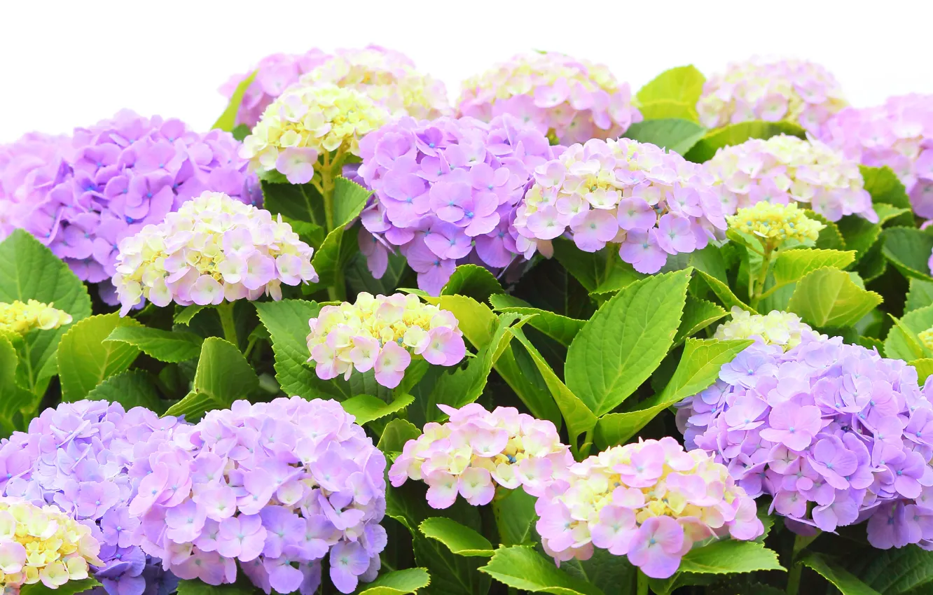 Photo wallpaper flowers, flowering, the bushes, hydrangea