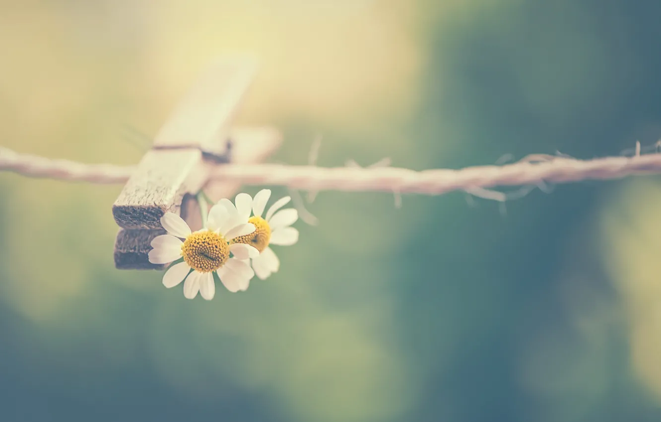 Photo wallpaper flowers, background, chamomile