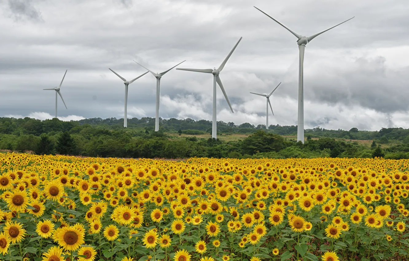 Photo wallpaper field, summer, sunflowers, windmills