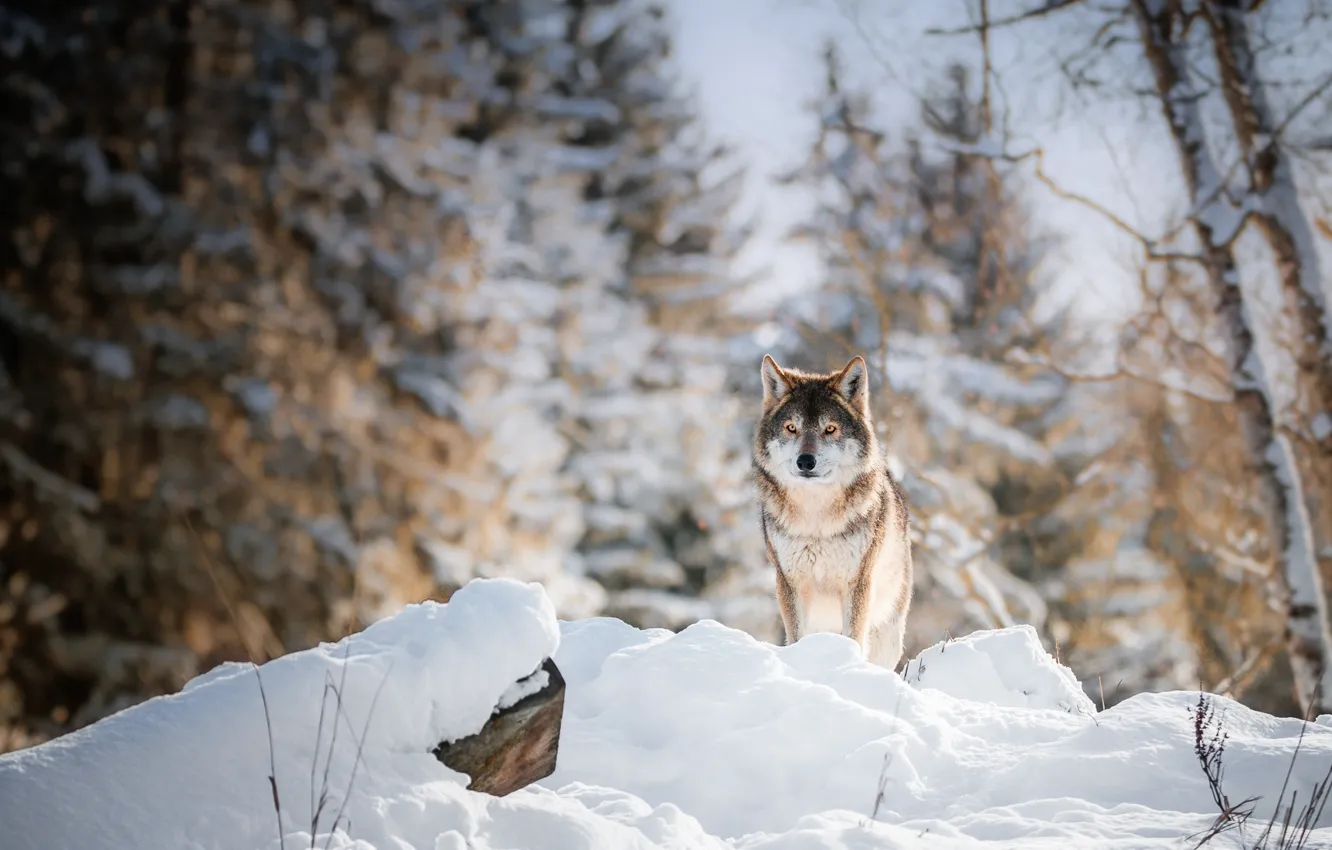 Photo wallpaper winter, forest, snow, nature, wolf, walk