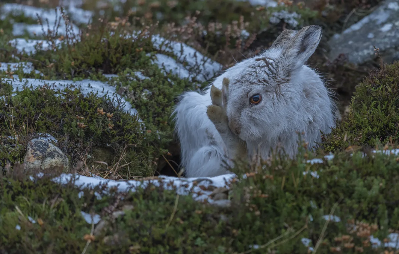 Photo wallpaper grass, look, hare, ears