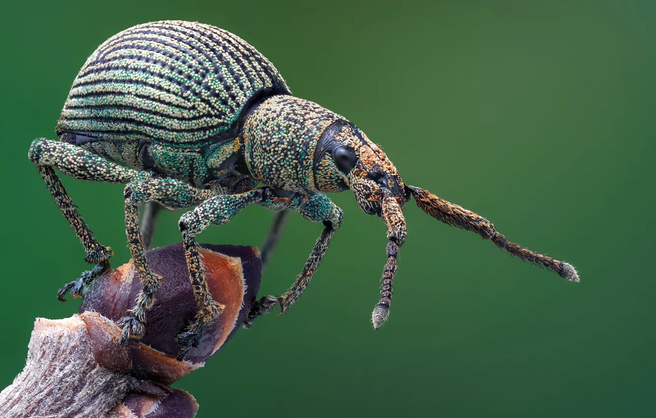 Photo wallpaper macro, beetle, weevil