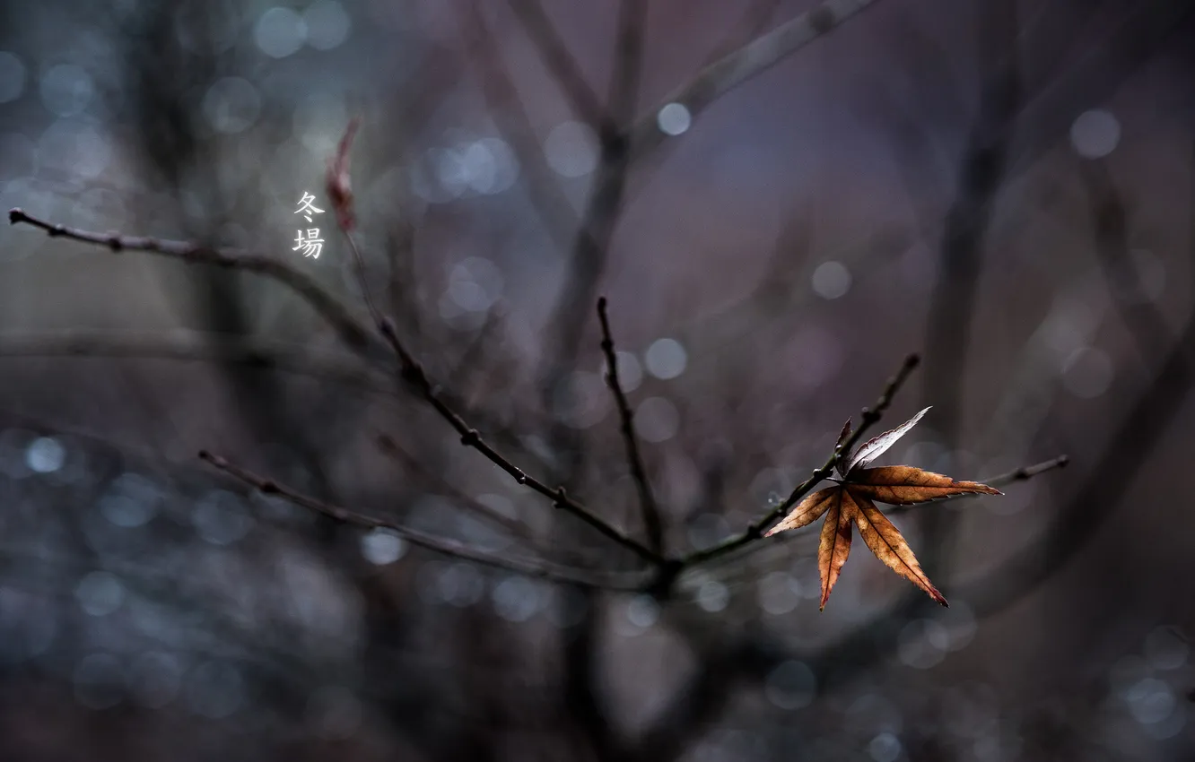 Photo wallpaper leaves, trees, branches, one, focus, characters