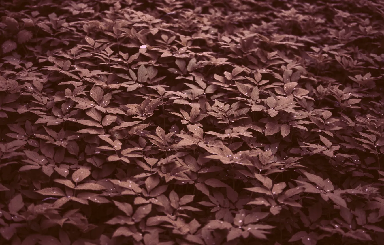 Photo wallpaper grass, leaves, pink, foliage