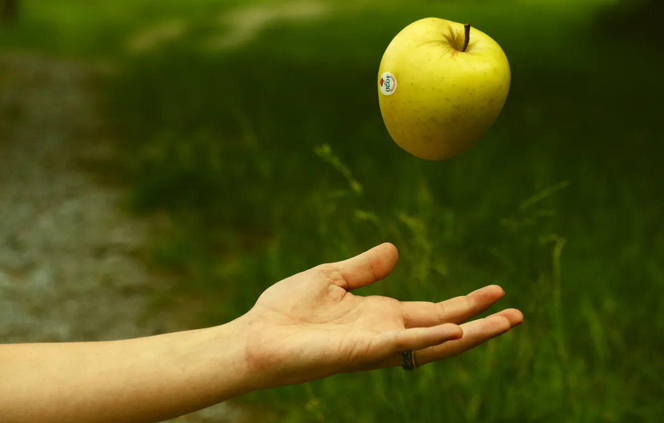 Photo wallpaper background, apples, hands