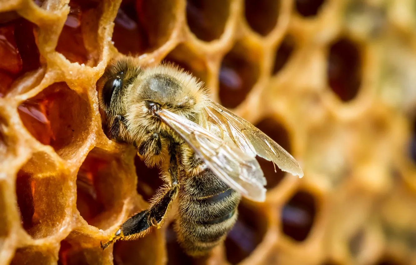 Photo wallpaper macro, honey, Bee in a beehive