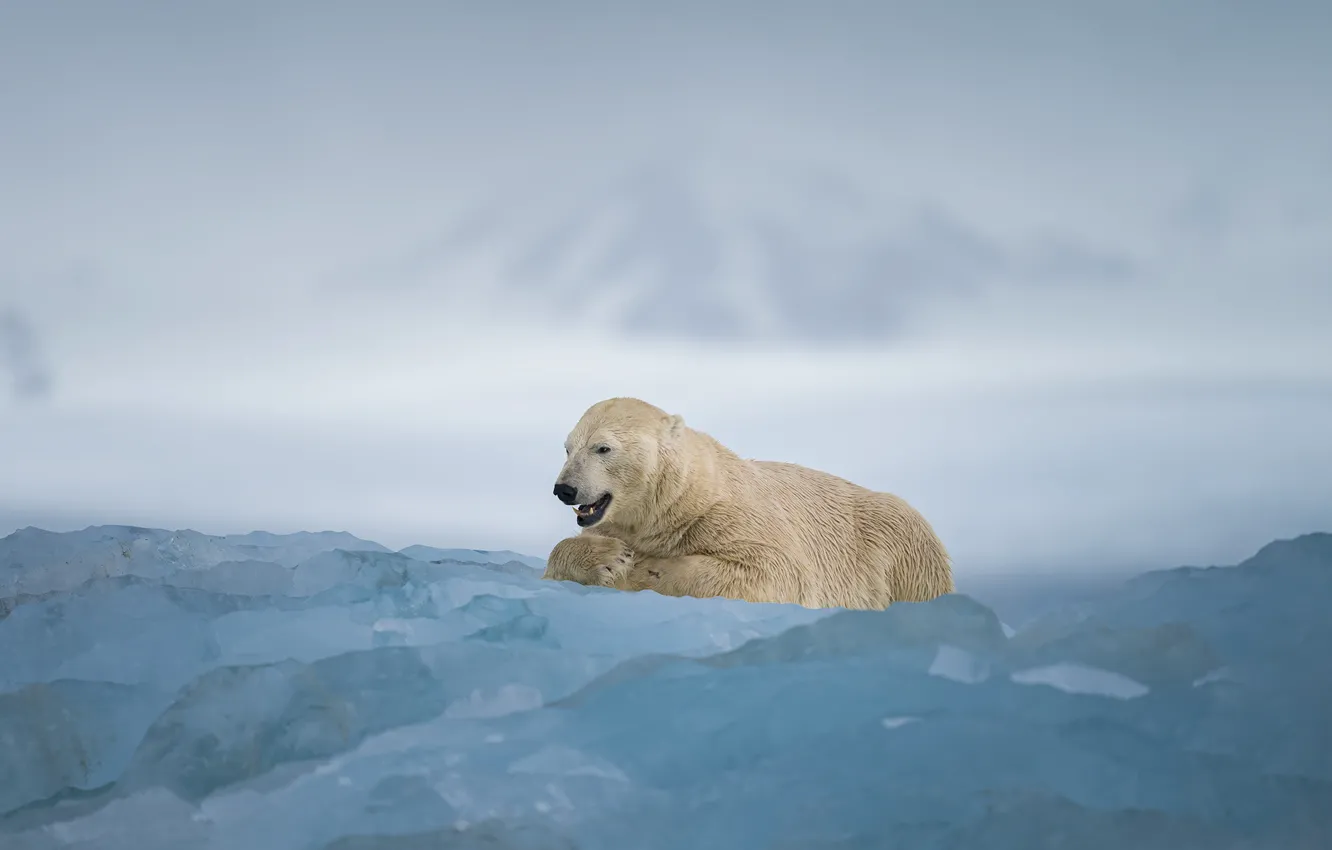 Photo wallpaper ice, winter, snow, mountains, fog, glacier, bear, mouth