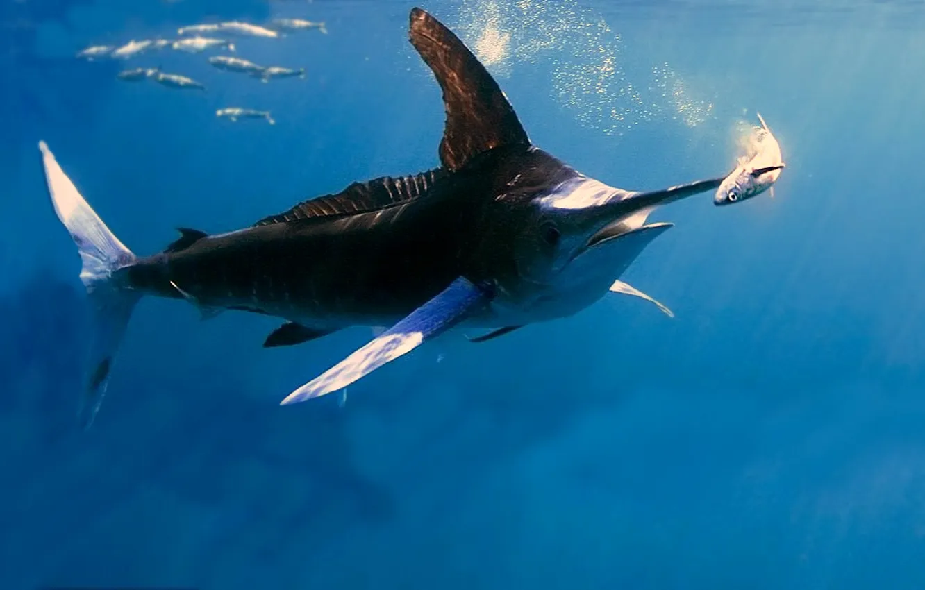 Photo wallpaper depth, mining, black marlin