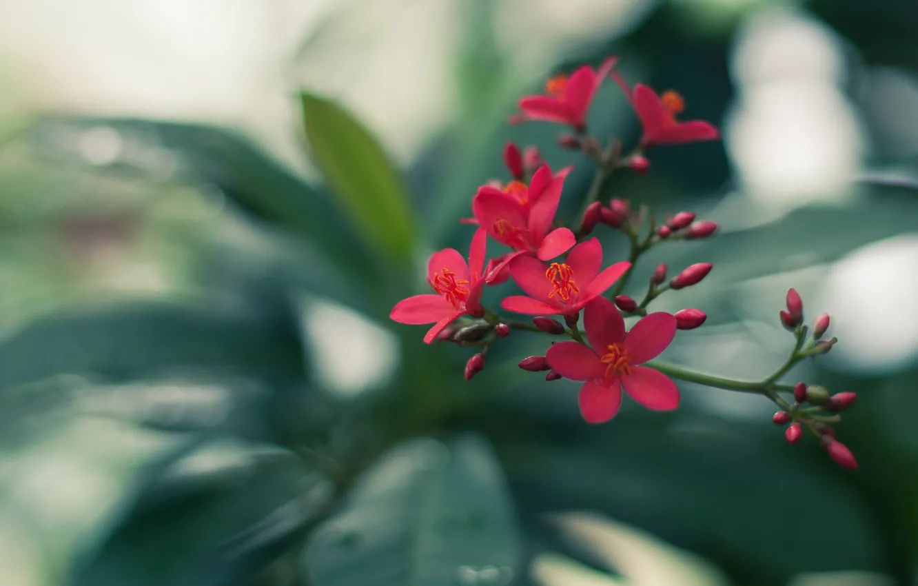 Photo wallpaper greens, leaves, flowers, branches, red, buds, inflorescence