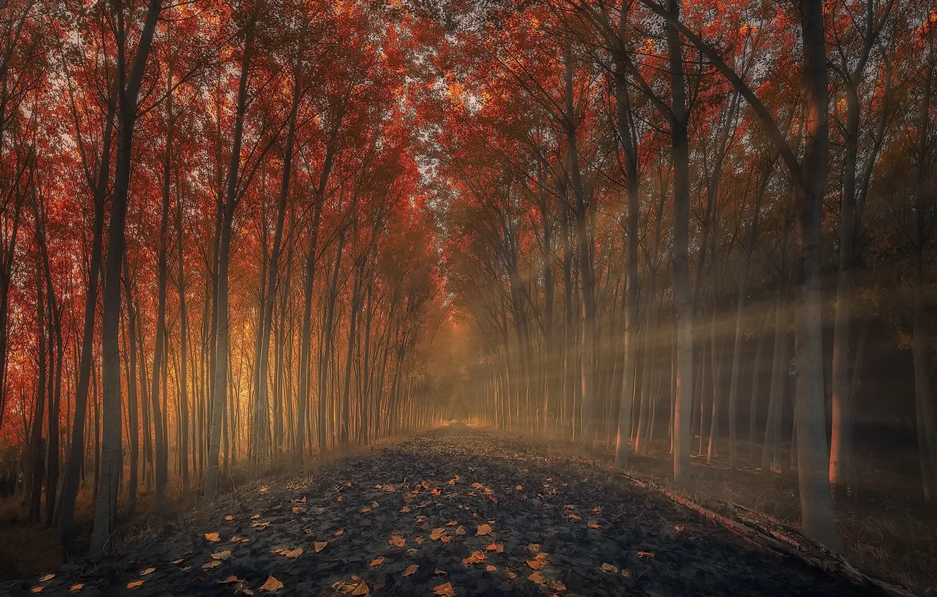 Photo wallpaper road, light, trees