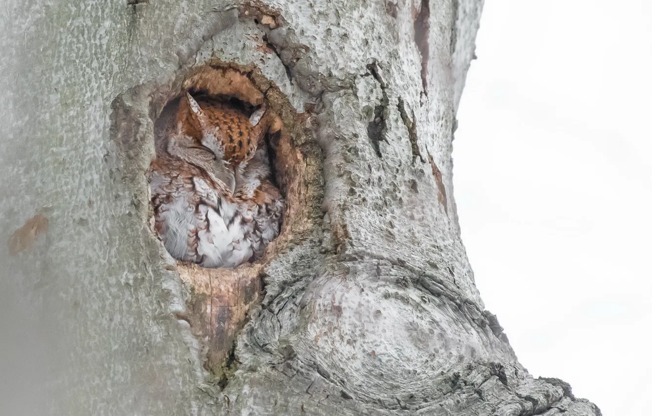 Photo wallpaper trees, bird, Eastern Screech Owl