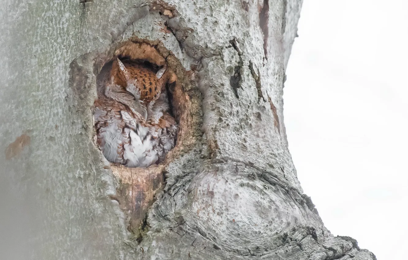 Photo wallpaper tree, bird, Eastern Screech Owl